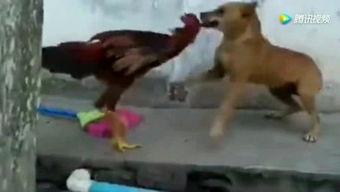 战斗鸡视频,激战瞬间,热血沸腾