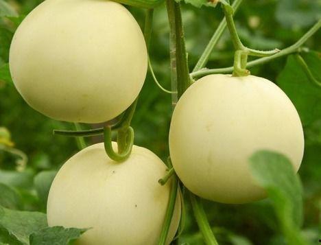 甜瓜整枝技术视频教程,视频教程精华概述