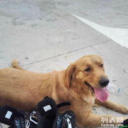 发情母狗交配视频