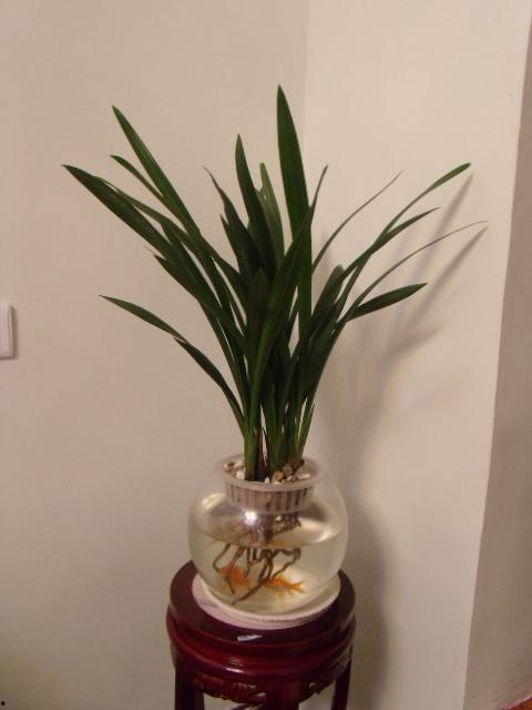 水培兰花视频,轻松养植,绽放自然之美