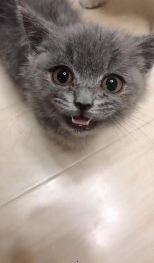 小猫视频 可爱